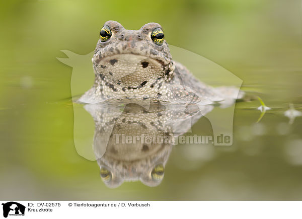 Kreuzkrte / natterjack toad / DV-02575