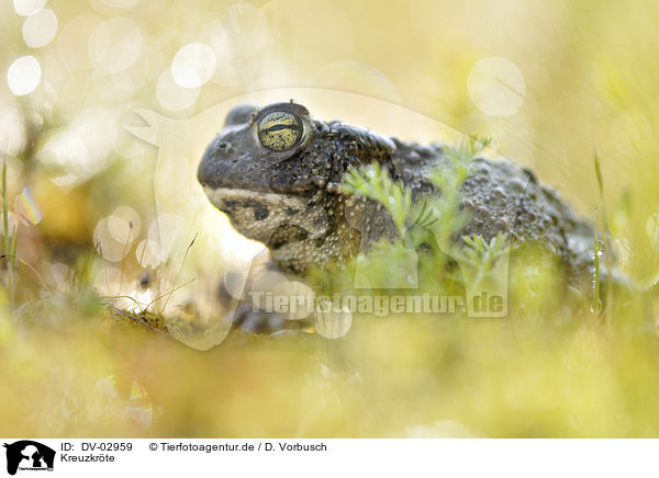 Kreuzkrte / natterjack toad / DV-02959