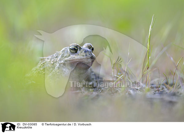 Kreuzkrte / natterjack toad / DV-03085