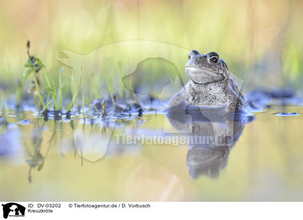 Kreuzkrte / natterjack toad / DV-03202