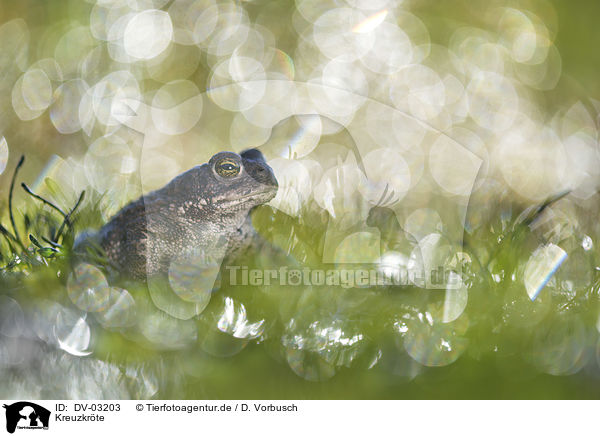 Kreuzkrte / natterjack toad / DV-03203