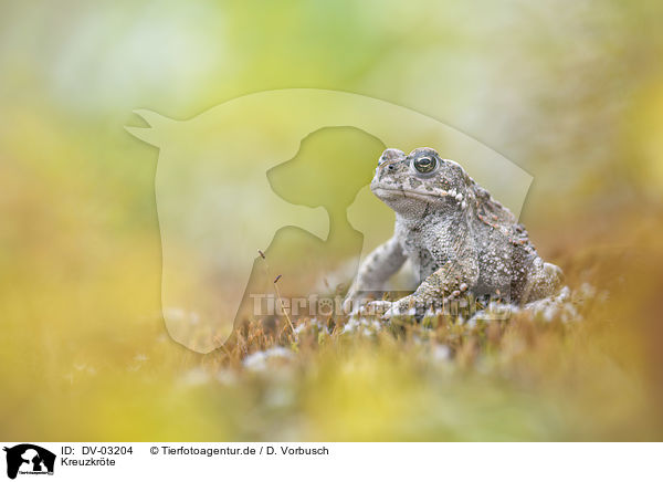Kreuzkrte / natterjack toad / DV-03204