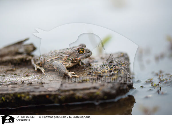 Kreuzkrte / natterjack toad / KB-07333