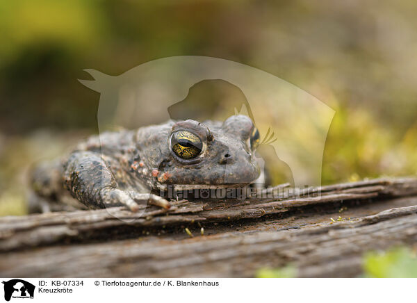 Kreuzkrte / natterjack toad / KB-07334