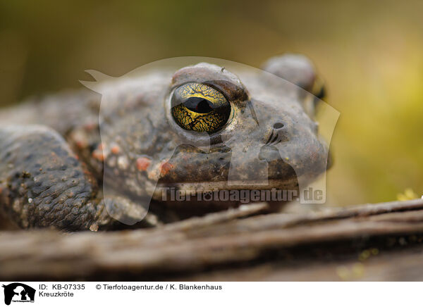 Kreuzkrte / natterjack toad / KB-07335