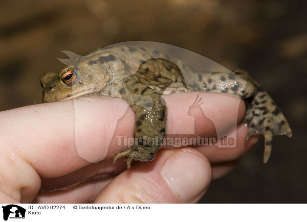 Krte / toad / AVD-02274