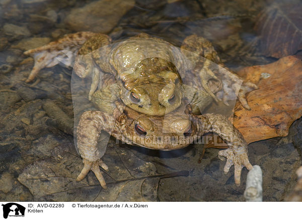 Krten / toads / AVD-02280