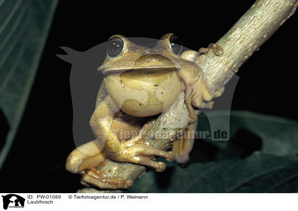 Laubfrosch / PW-01089