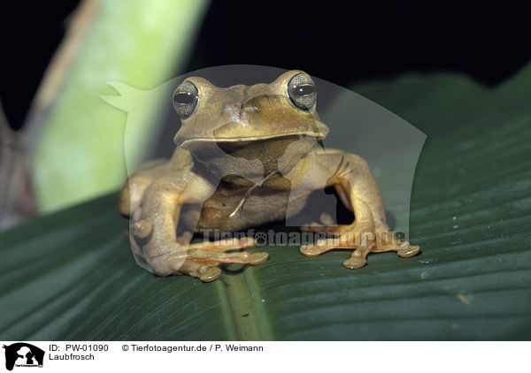 Laubfrosch / PW-01090