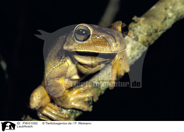 Laubfrosch / PW-01092