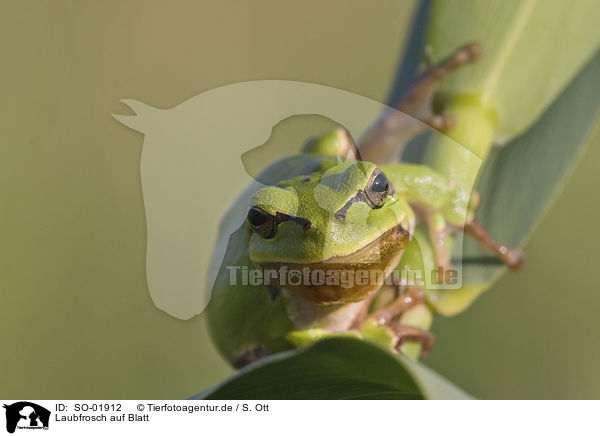 Laubfrosch auf Blatt / tree frog on leaf / SO-01912