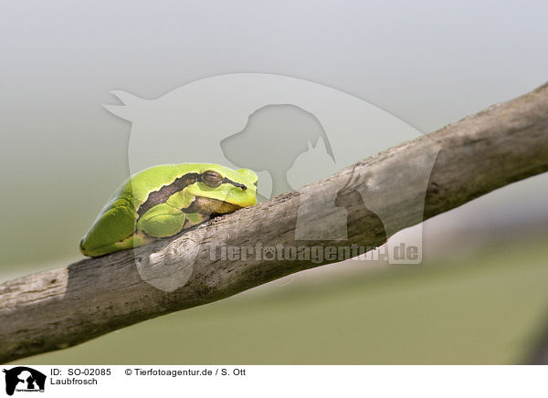 Laubfrosch / tree frog / SO-02085