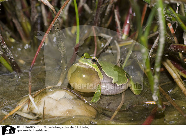 quakender Laubfrosch / THA-02283