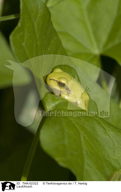 Laubfrosch / THA-02322