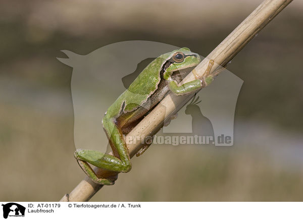 Laubfrosch / greenback / AT-01179