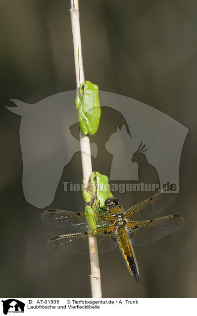 Laubfrsche und Vierflecklibelle / greenbacks and four-spotted chaser / AT-01505