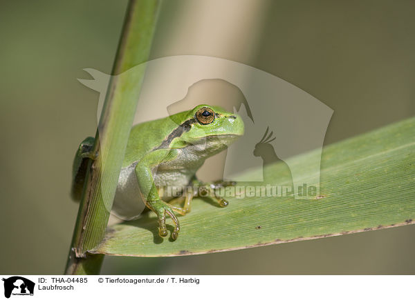 Laubfrosch / greenback / THA-04485