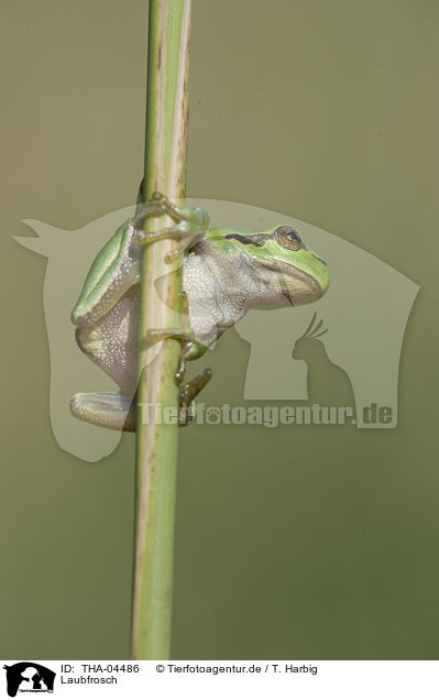 Laubfrosch / greenback / THA-04486