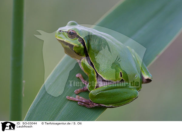 Laubfrosch / SO-03044