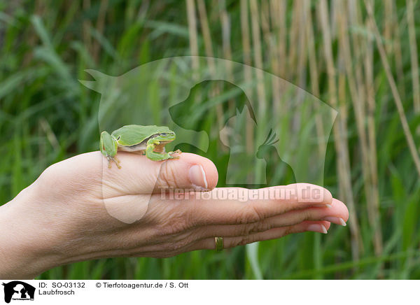 Laubfrosch / SO-03132