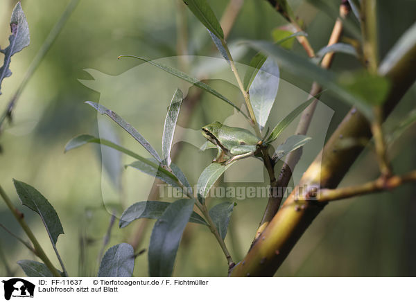 Laubfrosch sitzt auf Blatt / Tree frog sits on leaf / FF-11637