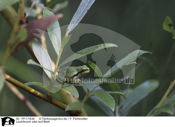 Laubfrosch sitzt auf Blatt / Tree frog sits on leaf / FF-11638
