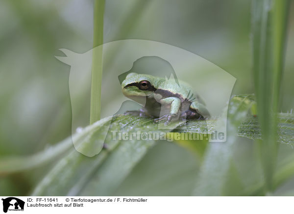 Laubfrosch sitzt auf Blatt / Tree frog sits on leaf / FF-11641