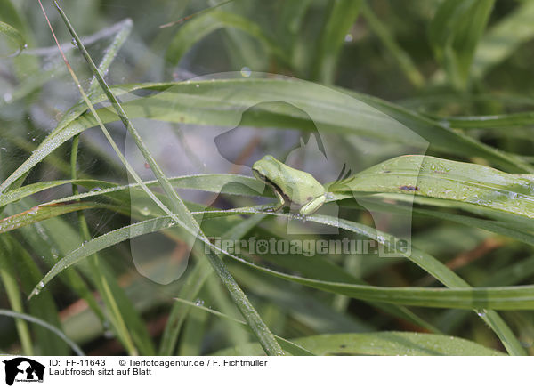 Laubfrosch sitzt auf Blatt / FF-11643