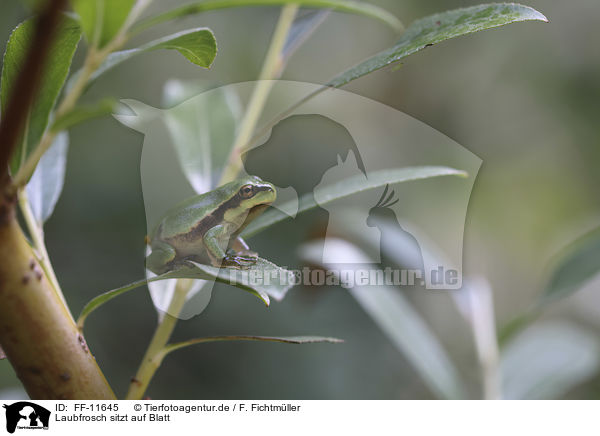 Laubfrosch sitzt auf Blatt / FF-11645