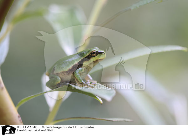 Laubfrosch sitzt auf Blatt / Tree frog sits on leaf / FF-11646