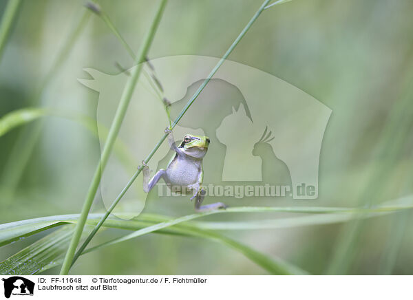 Laubfrosch sitzt auf Blatt / FF-11648