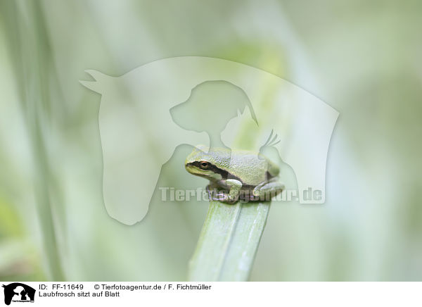 Laubfrosch sitzt auf Blatt / Tree frog sits on leaf / FF-11649