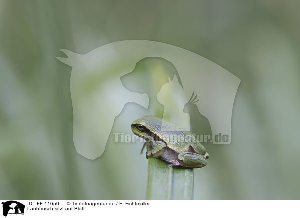 Laubfrosch sitzt auf Blatt / Tree frog sits on leaf / FF-11650