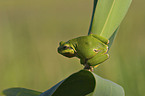 Laubfrosch auf Blatt