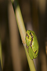 Laubfrosch auf Blatt