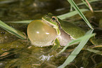 quakender Laubfrosch