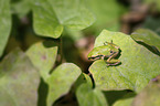 sitzender Laubfrosch