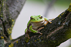 Laubfrosch