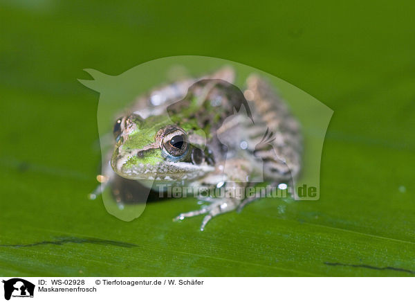 Maskarenenfrosch / Mascarene ridged frog / WS-02928