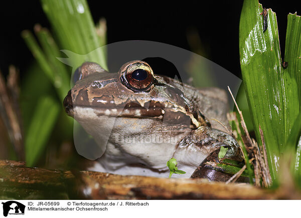 Mittelamerikanischer Ochsenfrosch / JR-05699