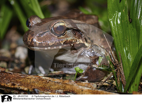 Mittelamerikanischer Ochsenfrosch / Savage's thin-toed frog / JR-05700