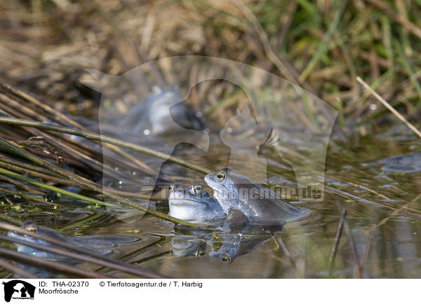 Moorfrsche / moor frogs / THA-02370