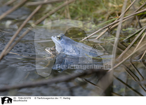 Moorfrsche / THA-02378