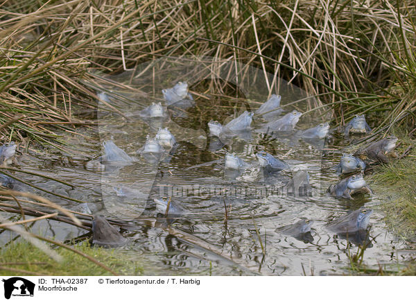 Moorfrsche / moor frogs / THA-02387