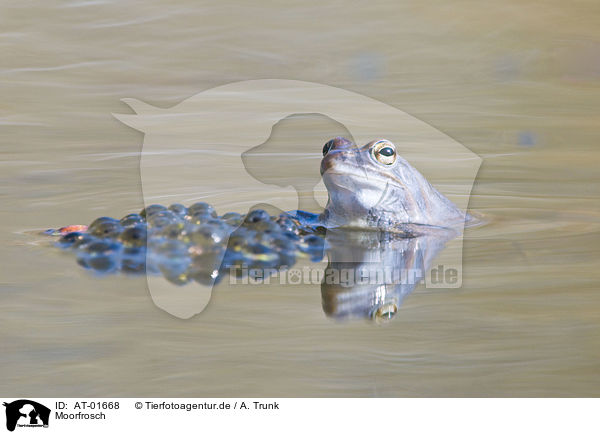 Moorfrosch / moor frog / AT-01668