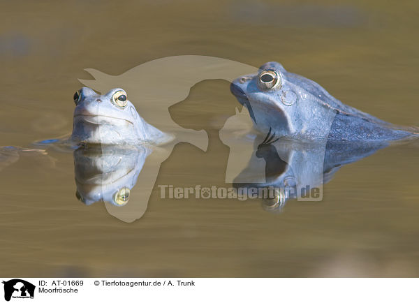 Moorfrsche / moor frogs / AT-01669