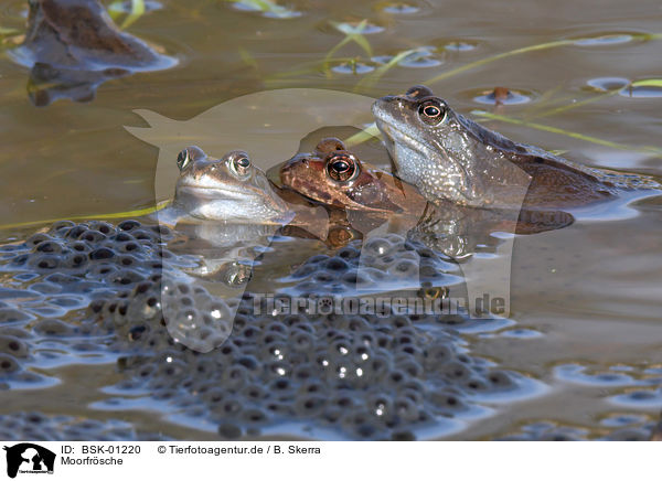 Moorfrsche / moor frogs / BSK-01220