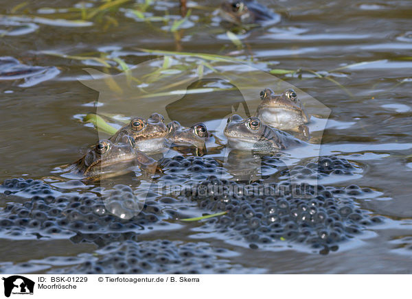 Moorfrsche / moor frogs / BSK-01229