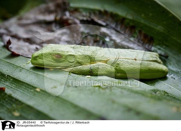 Rotaugenlaubfrosch / red-eyed tree frog / JR-05440