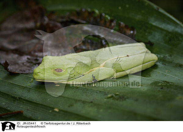 Rotaugenlaubfrosch / JR-05441